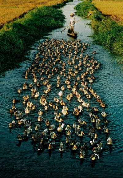 river ducks